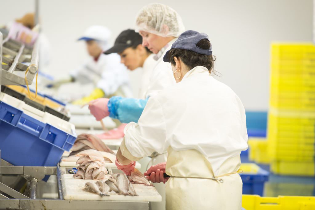 Découpe du poisson au port de pêche de Lorient