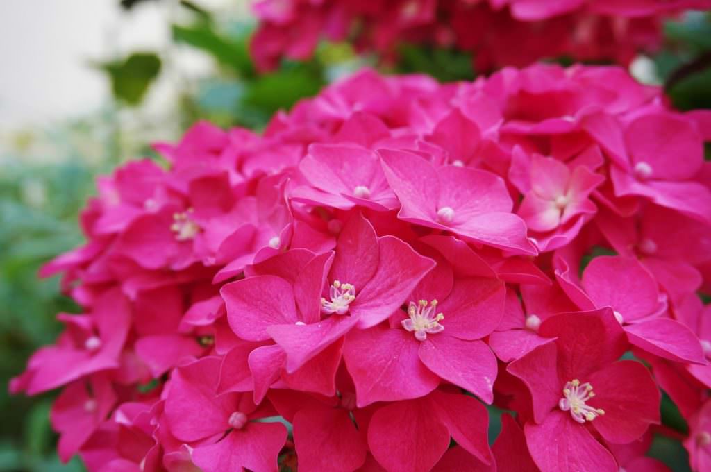 Hortensias roses à Lorient Bretagne Sud.