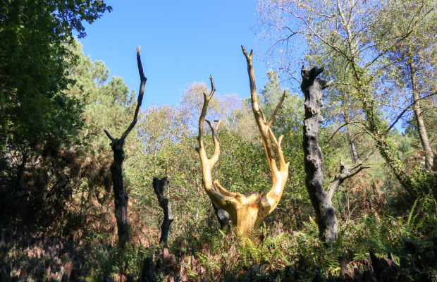 el «Arbre d’Or» (árbol de oro)