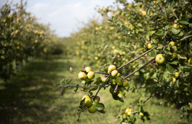 huerta de Kermabo en Guidel