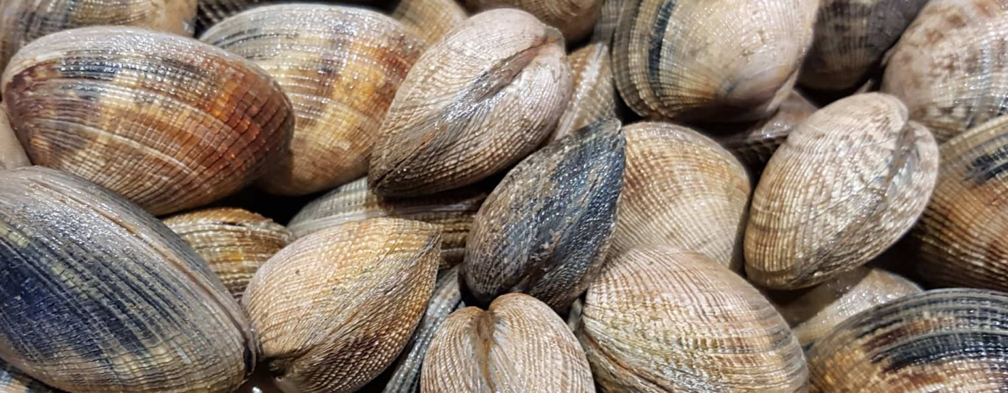 Pêche à pied dans la petite mer de Gâvres coquillage la palourde