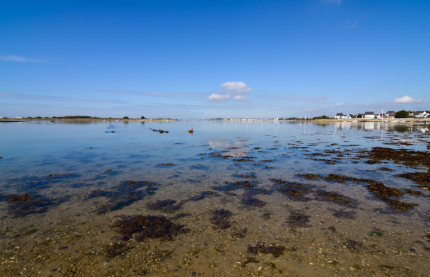 Petite mer de Gâvres marée basse pêche à pied coquillages rigadeaux, palourdes, bigormeaux