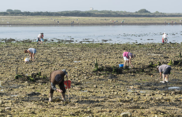 Petite mer de Gâvres, pêche à pied