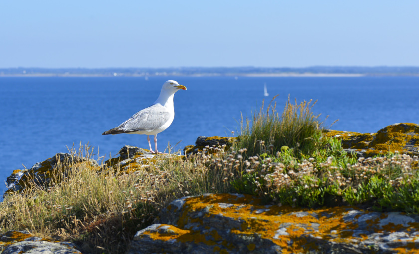 Goéland argenté au phare de Pen Men à l'Ile de Groix.